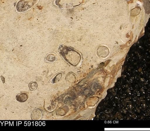 Serpulidae