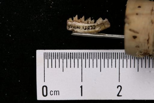 Sivapithecus indicus