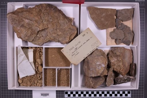 mixed taxa, stratigraphic collection