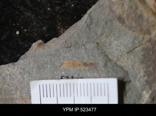 undet. Graptolithina