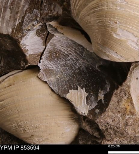 Limopsis striatopunctatus