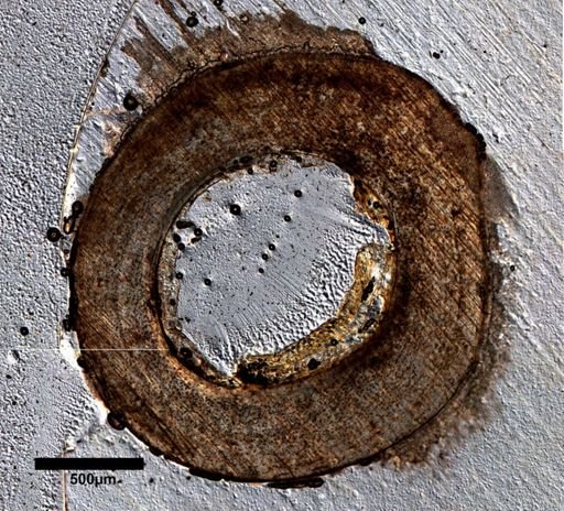 Dipsosaurus dorsalis