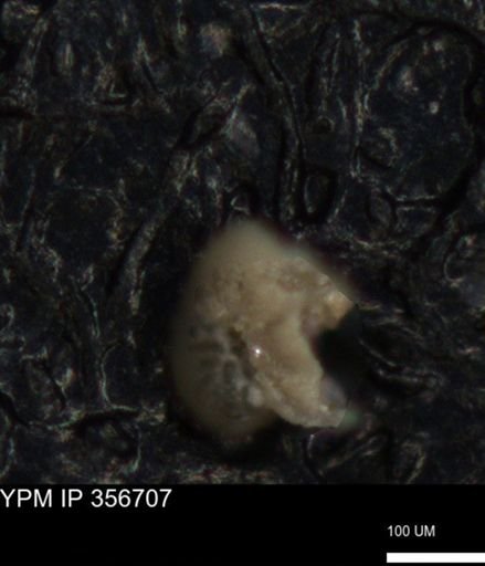 undet. Foraminiferida