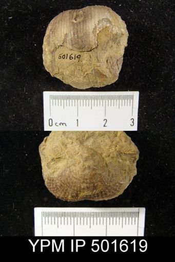Marginifera lasallensis