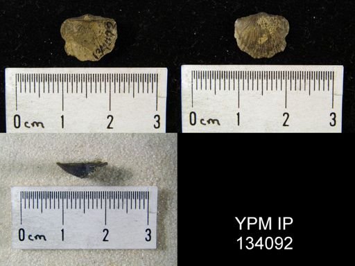 Tropidoleptus carinatus