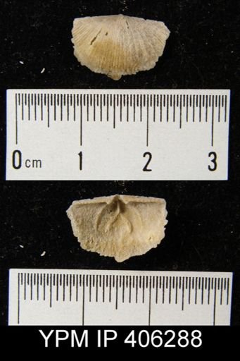 Sowerbyella sp.