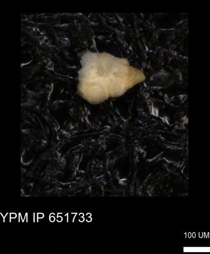 undet. Heterohelicidae