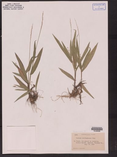 Panicum xanthophysum