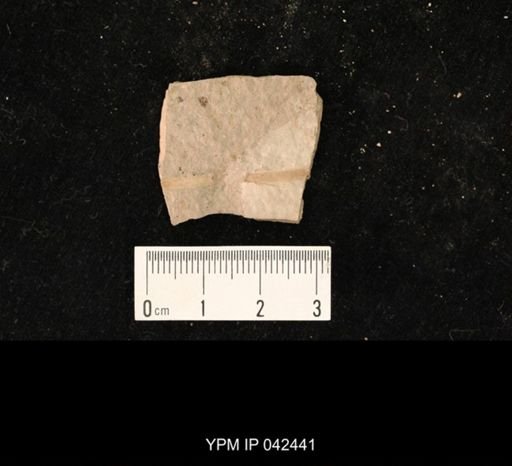 undet. Hexapoda