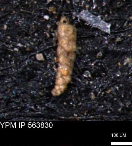 Verneuilinoides kansasensis