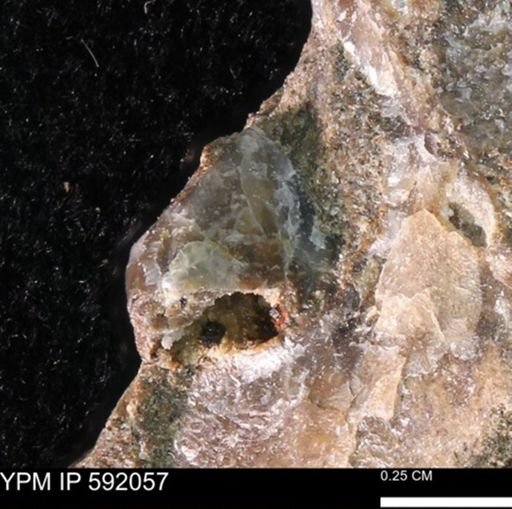 Ostrea translucida