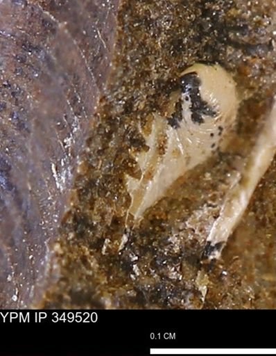 Limopsis?