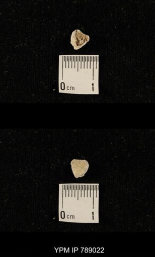 undet. Brachiopoda
