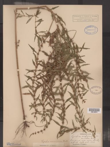 Lycopus americanus
