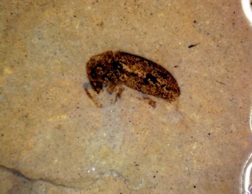 undet. Coleoptera