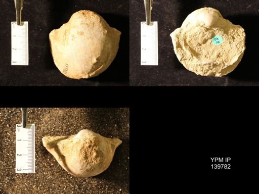 Productus (Linoproductus) lineatus