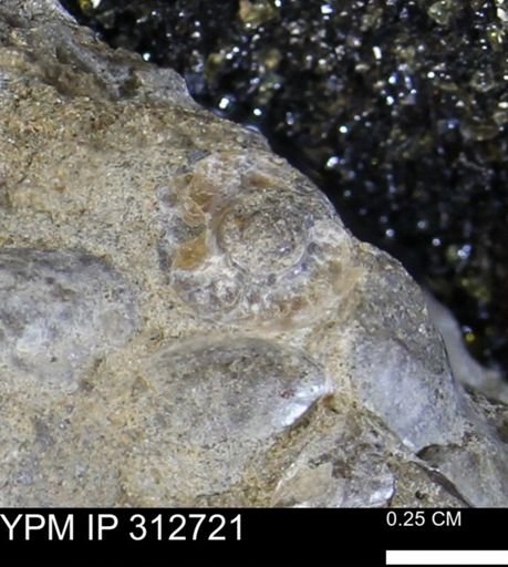 undet. Ammonoidea