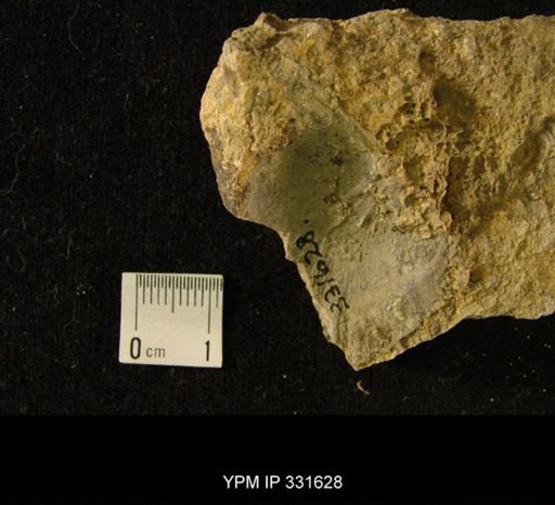 undet. Strophomenida