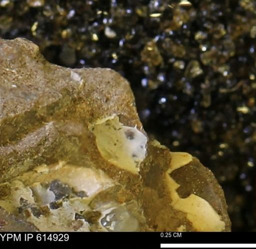 undet. Mollusca