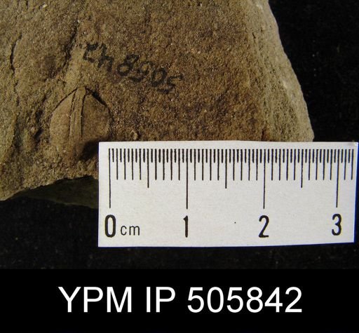 Brachiopoda