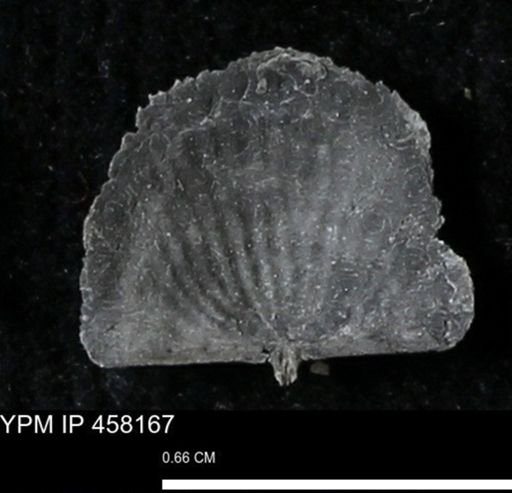 Chonetes mucronatus