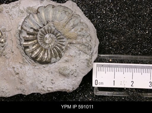 Pleuroceras costatus