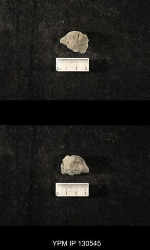 Platyceratoidea