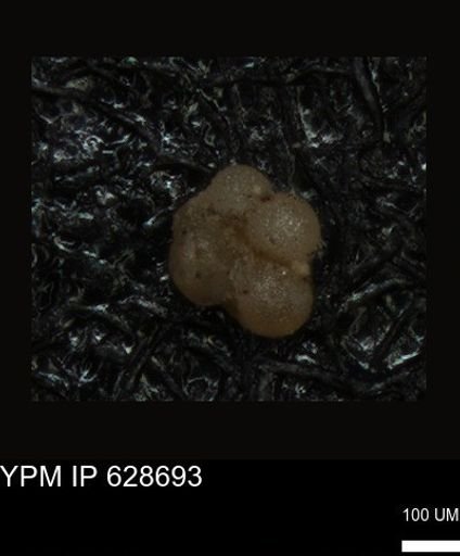 undet. Foraminiferida