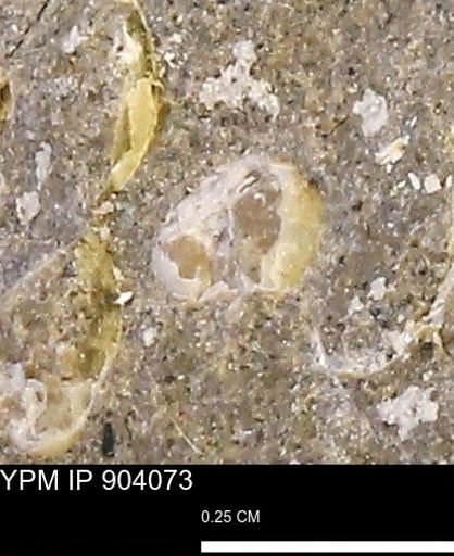 undet. Bivalvia