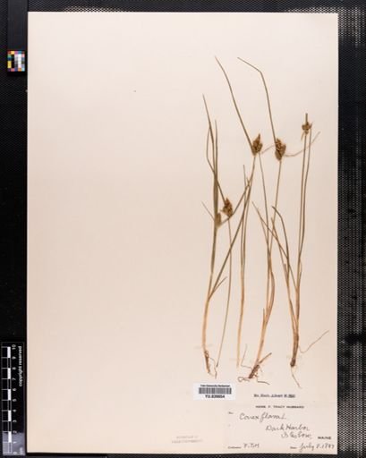 Carex flava