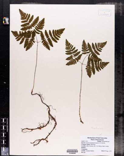 Gymnocarpium dryopteris