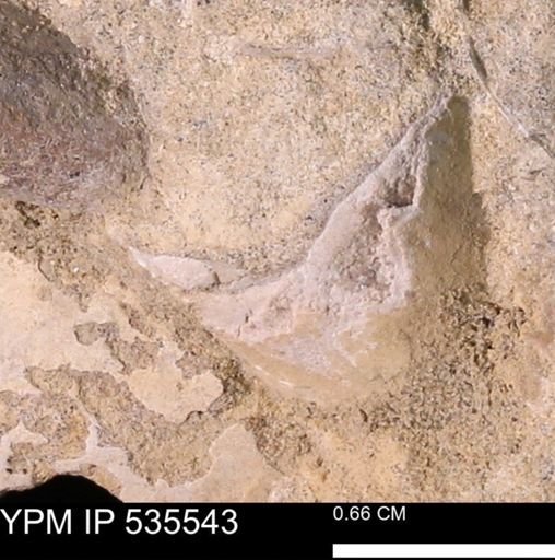Baculites sp.