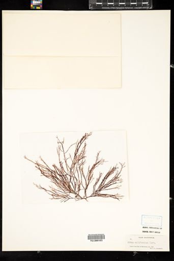 Pikea californica