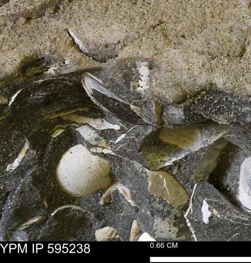 Protocardia sp.