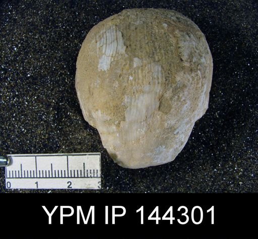 Productus (Linoproductus) sp.