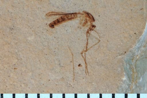 Culicidae?