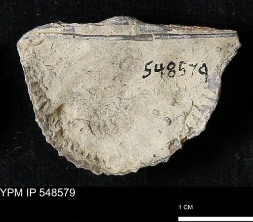 Stropheodonta inflexa?