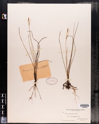 Carex