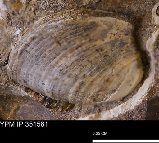 Limopsis striatopunctatus