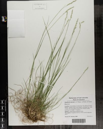 Danthonia spicata