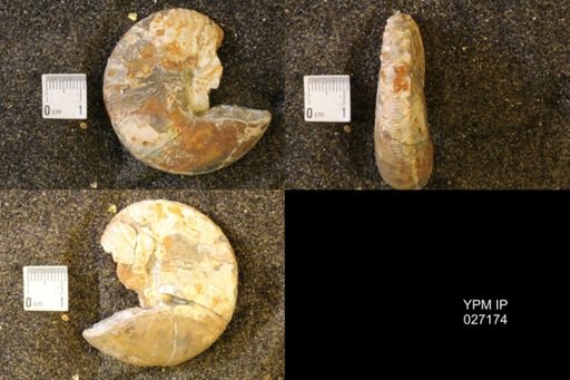 Hoploscaphites birkelundi