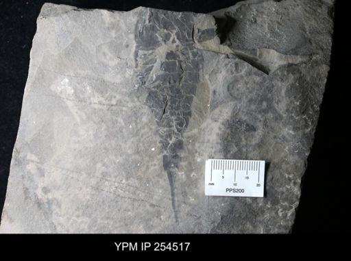 Eurypterus sp.