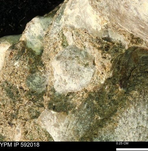 undet. Bivalvia