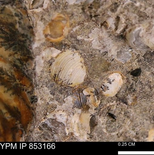 Corbulamella?
