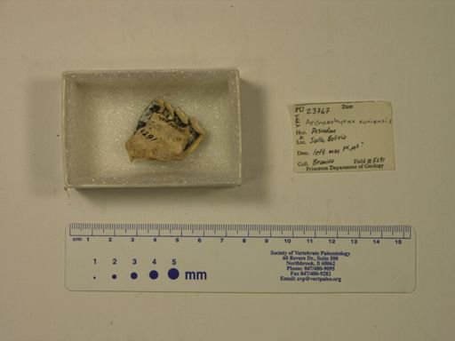 Archaeohyrax suniensis