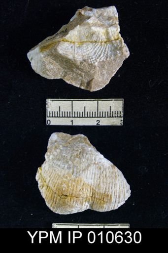 Productus inca