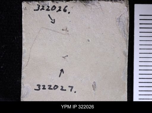 undet. Staphylinidae