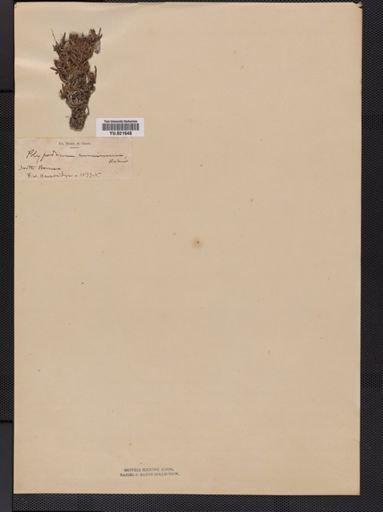 Polypodium