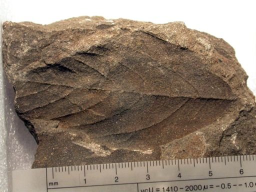 Angiospermopsida