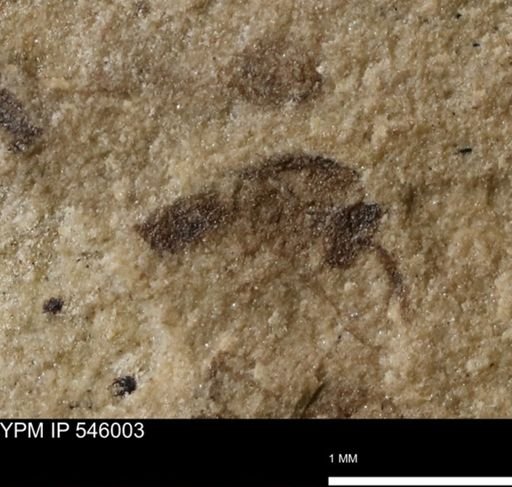 taxon undetermined